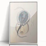 Vintage Animal Art: Oblong Stingray Illustration Art Prints
