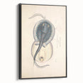 Vintage Animal Art: Oblong Stingray Illustration Art Prints