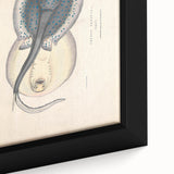 Vintage Animal Art: Oblong Stingray Illustration Art Prints