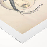 Vintage Animal Art: Oblong Stingray Illustration Art Prints