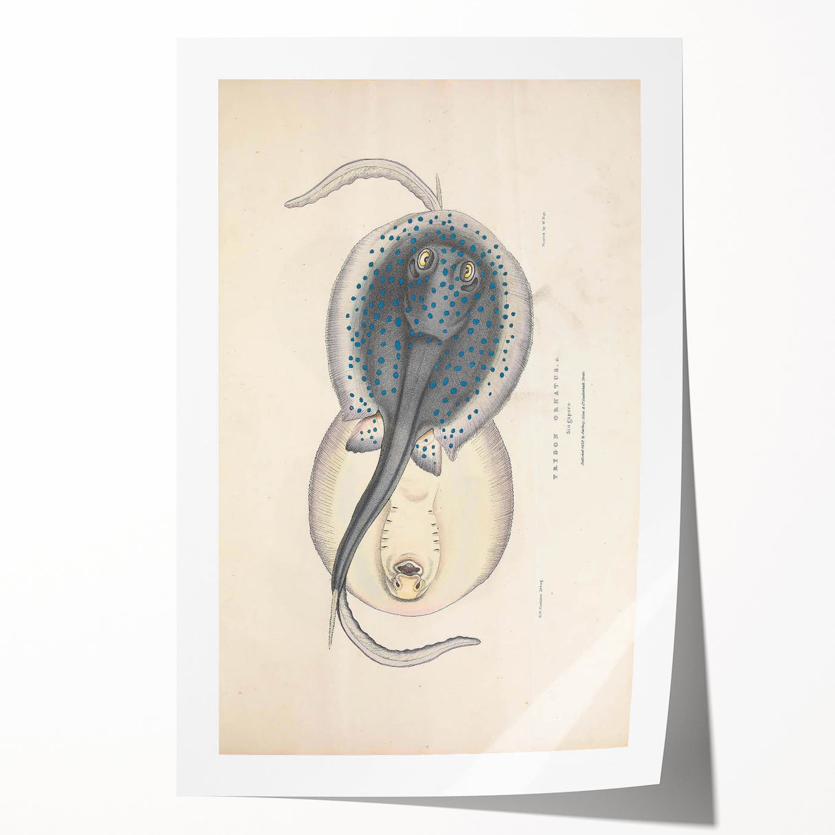 Vintage Animal Art: Oblong Stingray Illustration Art Prints