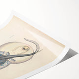Vintage Animal Art: Oblong Stingray Illustration Art Prints