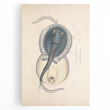 Vintage Animal Art: Oblong Stingray Illustration Art Prints