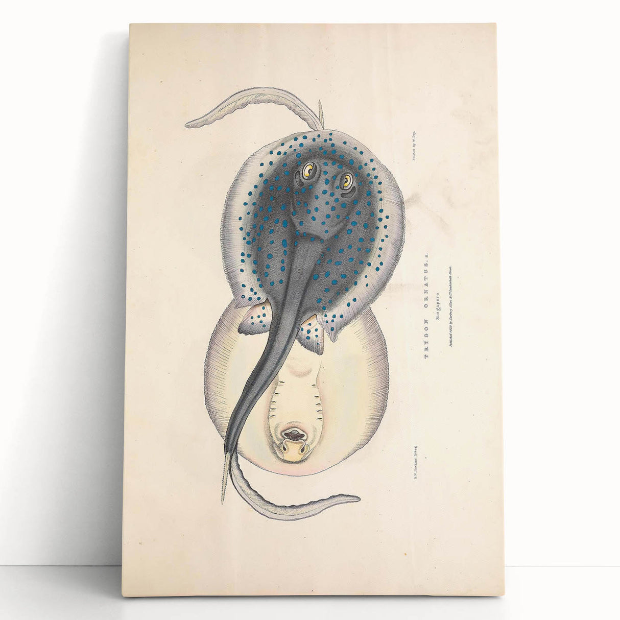 Vintage Animal Art: Oblong Stingray Illustration Art Prints