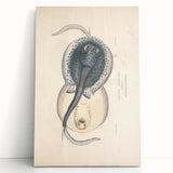 Vintage Animal Art: Oblong Stingray Illustration Art Prints