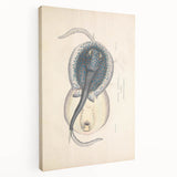 Vintage Animal Art: Oblong Stingray Illustration Art Prints