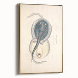 Vintage Animal Art: Oblong Stingray Illustration Art Prints