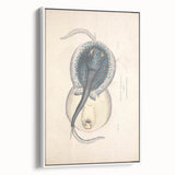 Vintage Animal Art: Oblong Stingray Illustration Art Prints