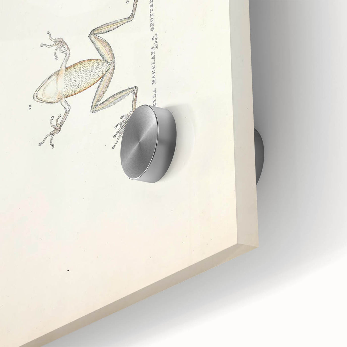 Vintage Animal Art: Bengal Frog Illustration Art Prints