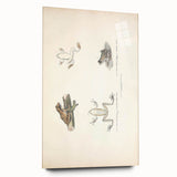 Vintage Animal Art: Bengal Frog Illustration Art Prints