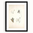 Vintage Animal Art: Bengal Frog Illustration Art Prints