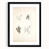 Vintage Animal Art: Bengal Frog Illustration Art Prints