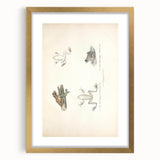 Vintage Animal Art: Bengal Frog Illustration Art Prints