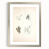 Vintage Animal Art: Bengal Frog Illustration Art Prints