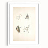Vintage Animal Art: Bengal Frog Illustration Art Prints