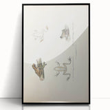 Vintage Animal Art: Bengal Frog Illustration Art Prints
