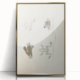 Vintage Animal Art: Bengal Frog Illustration Art Prints