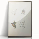 Vintage Animal Art: Bengal Frog Illustration Art Prints