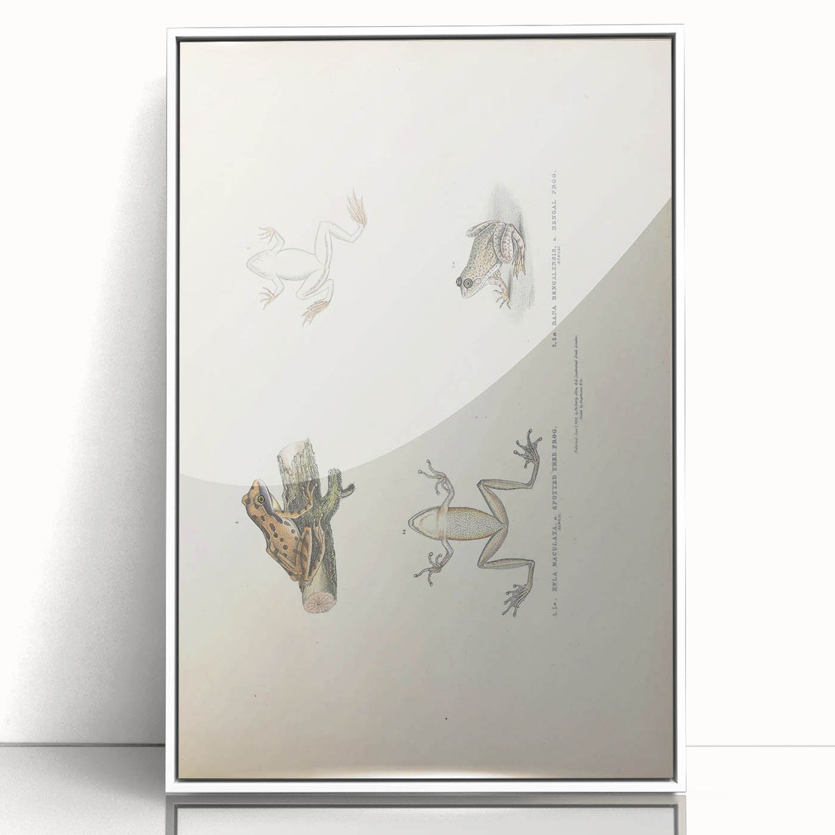 Vintage Animal Art: Bengal Frog Illustration Art Prints