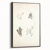 Vintage Animal Art: Bengal Frog Illustration Art Prints