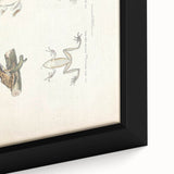 Vintage Animal Art: Bengal Frog Illustration Art Prints