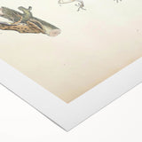 Vintage Animal Art: Bengal Frog Illustration Art Prints