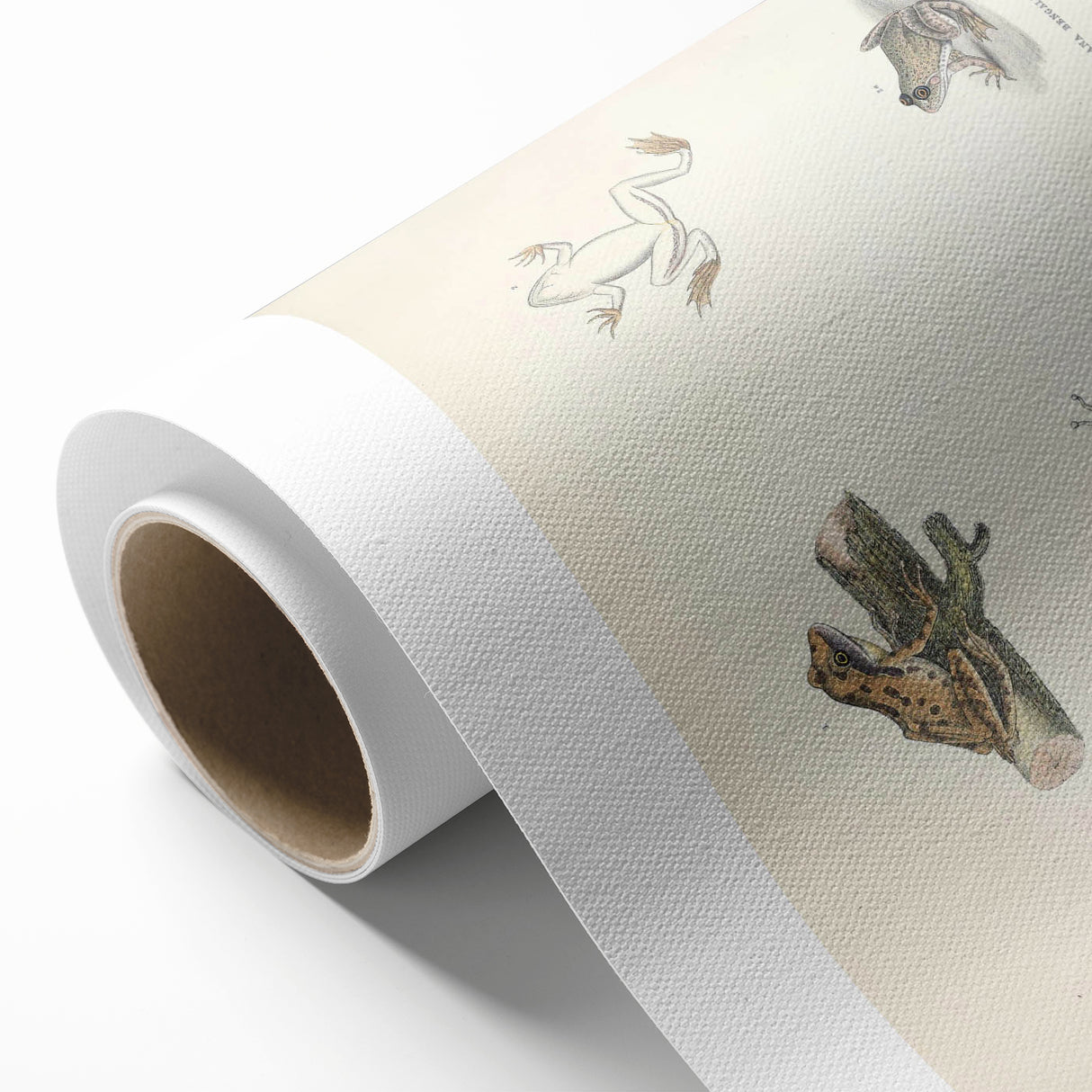 Vintage Animal Art: Bengal Frog Illustration Art Prints