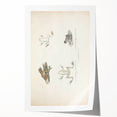 Vintage Animal Art: Bengal Frog Illustration Art Prints