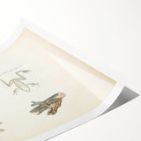 Vintage Animal Art: Bengal Frog Illustration Art Prints