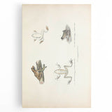 Vintage Animal Art: Bengal Frog Illustration Art Prints