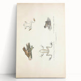 Vintage Animal Art: Bengal Frog Illustration Art Prints
