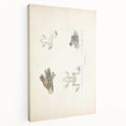 Vintage Animal Art: Bengal Frog Illustration Art Prints