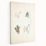 Vintage Animal Art: Bengal Frog Illustration Art Prints