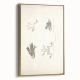 Vintage Animal Art: Bengal Frog Illustration Art Prints