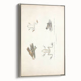 Vintage Animal Art: Bengal Frog Illustration Art Prints