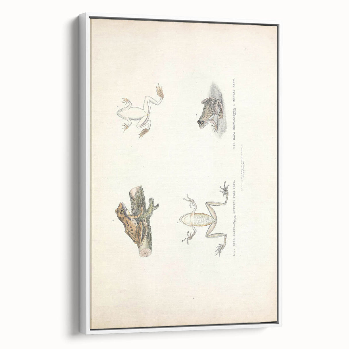 Vintage Animal Art: Bengal Frog Illustration Art Prints