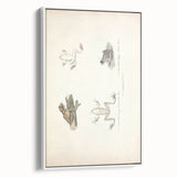 Vintage Animal Art: Bengal Frog Illustration Art Prints