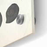 Vintage Animal Art: Ammonite Fossil Illustration Art Prints