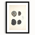 Vintage Animal Art: Ammonite Fossil Illustration Art Prints