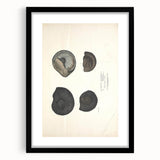 Vintage Animal Art: Ammonite Fossil Illustration Art Prints