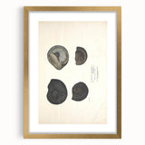 Vintage Animal Art: Ammonite Fossil Illustration Art Prints