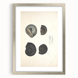 Vintage Animal Art: Ammonite Fossil Illustration Art Prints