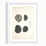 Vintage Animal Art: Ammonite Fossil Illustration Art Prints