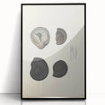 Vintage Animal Art: Ammonite Fossil Illustration Art Prints