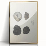 Vintage Animal Art: Ammonite Fossil Illustration Art Prints