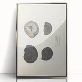 Vintage Animal Art: Ammonite Fossil Illustration Art Prints