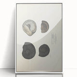 Vintage Animal Art: Ammonite Fossil Illustration Art Prints