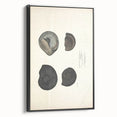 Vintage Animal Art: Ammonite Fossil Illustration Art Prints