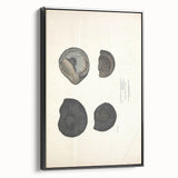 Vintage Animal Art: Ammonite Fossil Illustration Art Prints