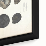 Vintage Animal Art: Ammonite Fossil Illustration Art Prints